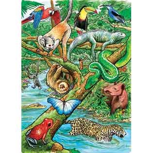 Tropical Rain forest - Biomes